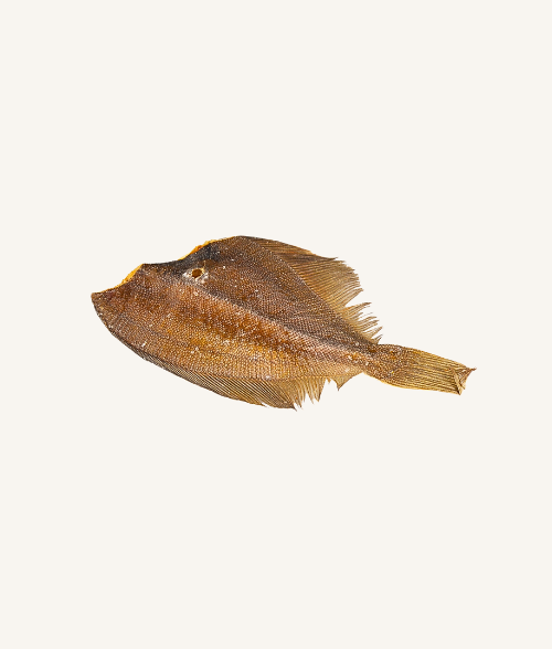 Plie séchée naturelle pour chien – friandise poisson riche en omégas et protéines